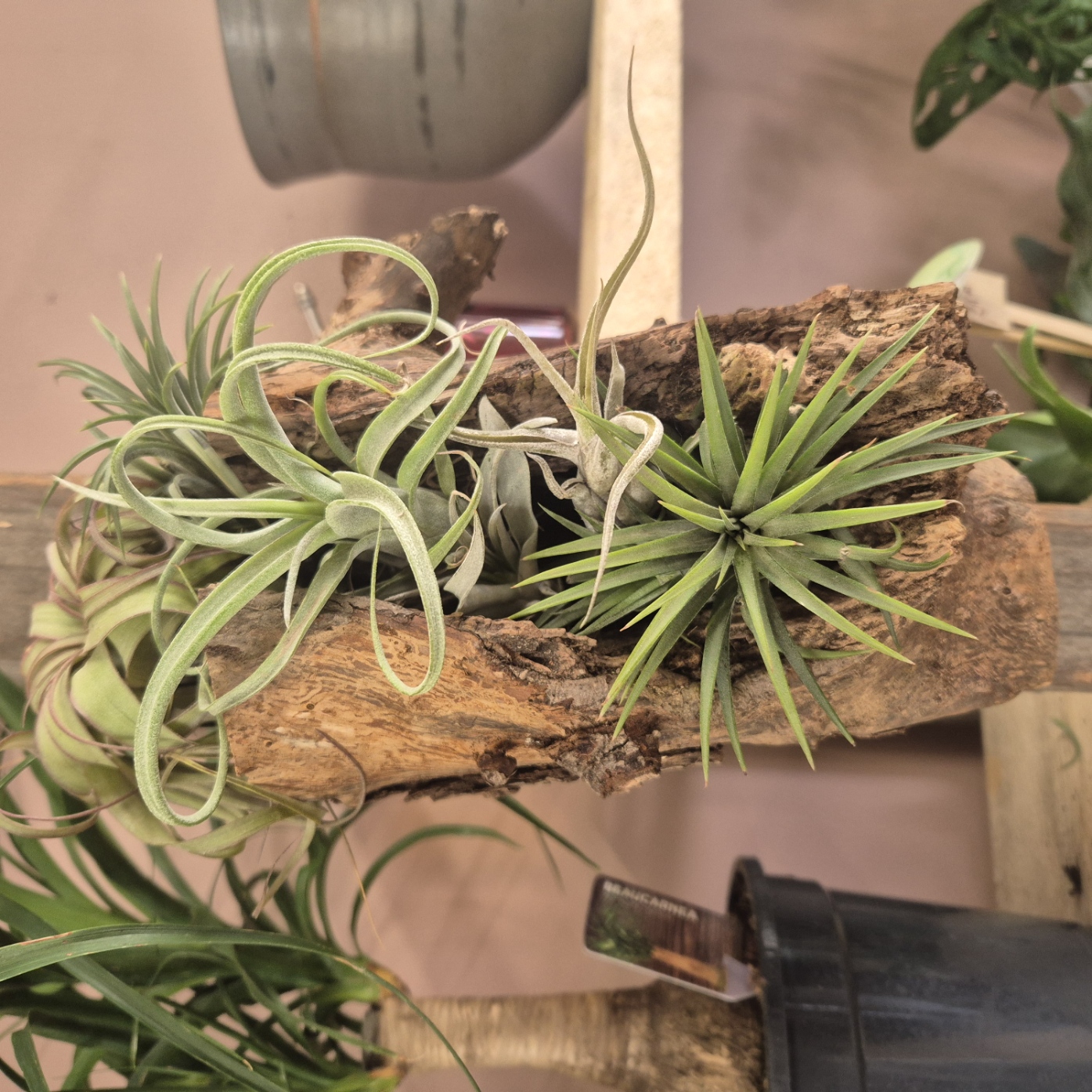Air Plant