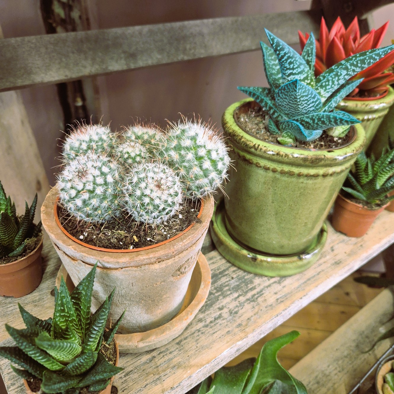 Cacti and Succulents Plant