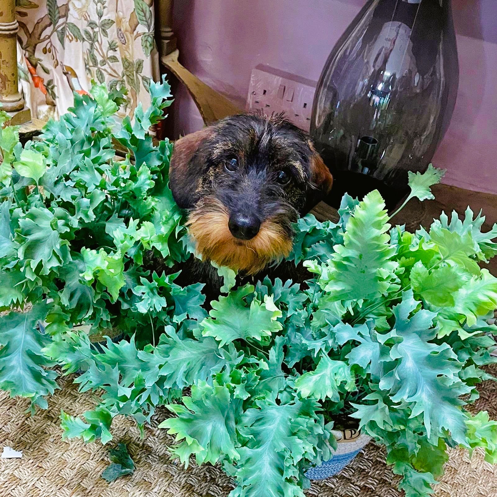 photo of a little dog called Bertie