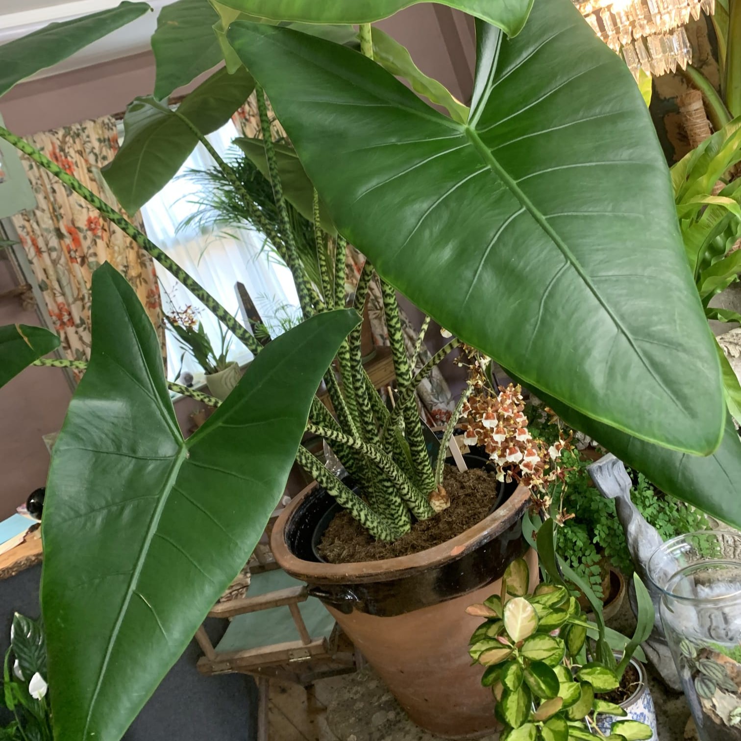 Beaucarnea Plant