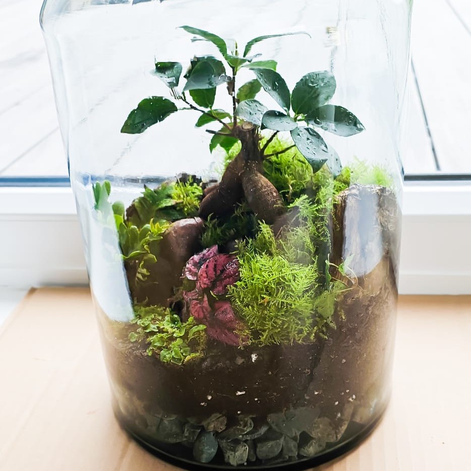Terrarium